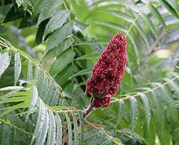 red typhina flower seeds