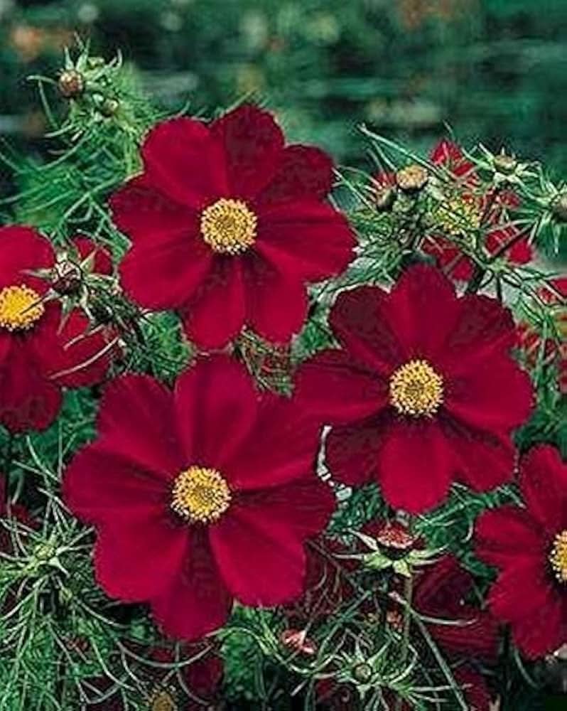 double cosmos flower seeds