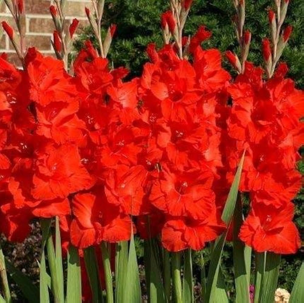 Lyserøde Gladiolus Blomsterfrø til udplantning - 100 stk