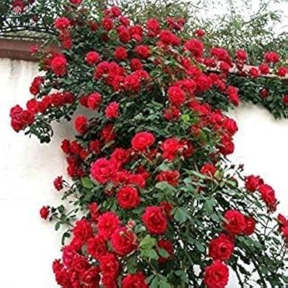 red rose flower seeds