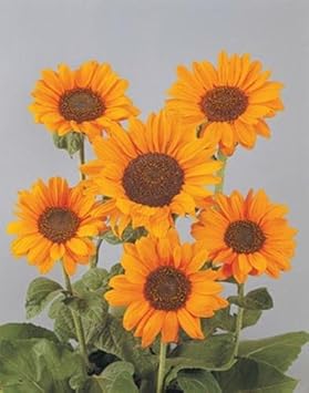 orange helianthus flower seeds