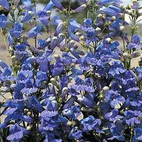 blue blue flower seeds