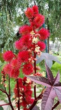 Flower Seeds, Seeds for Planting, Plant Seeds