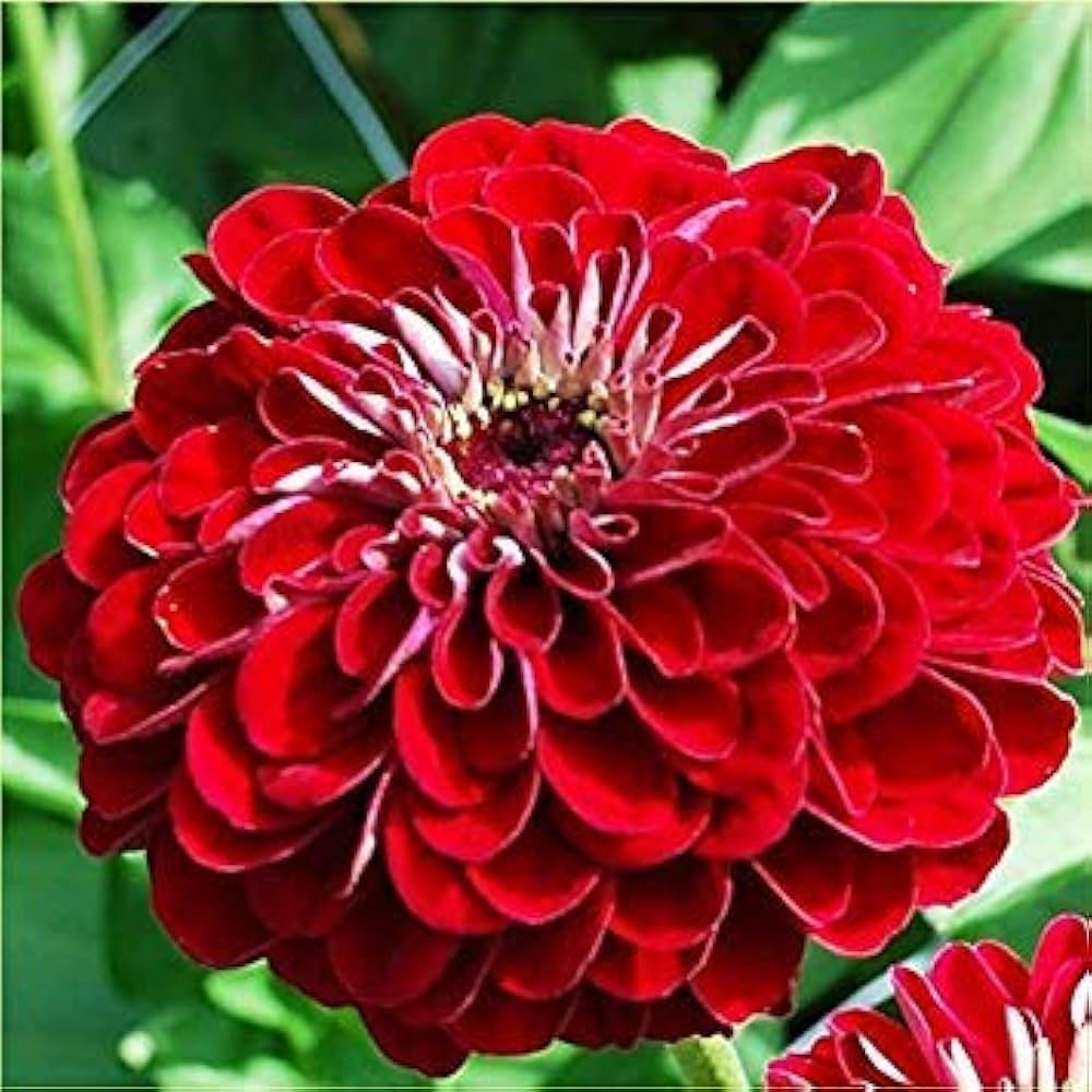 red teddy flower seeds