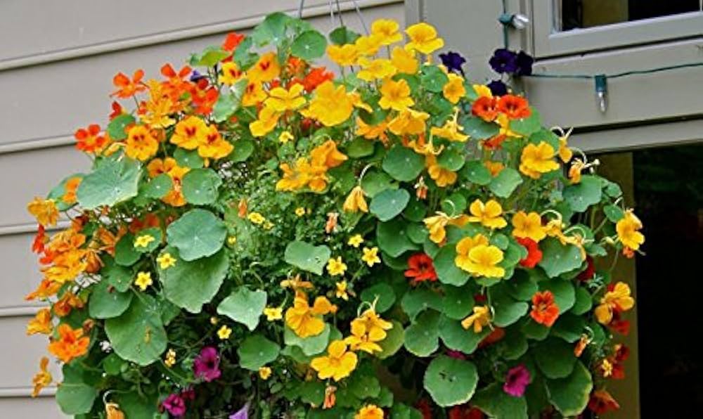 nasturtium hanging flower seeds