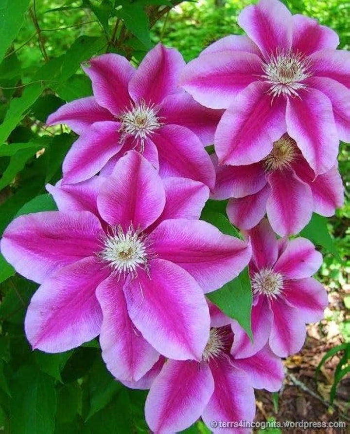 Pink Violet Clematis Flower Seeds for Planting 100 pcs