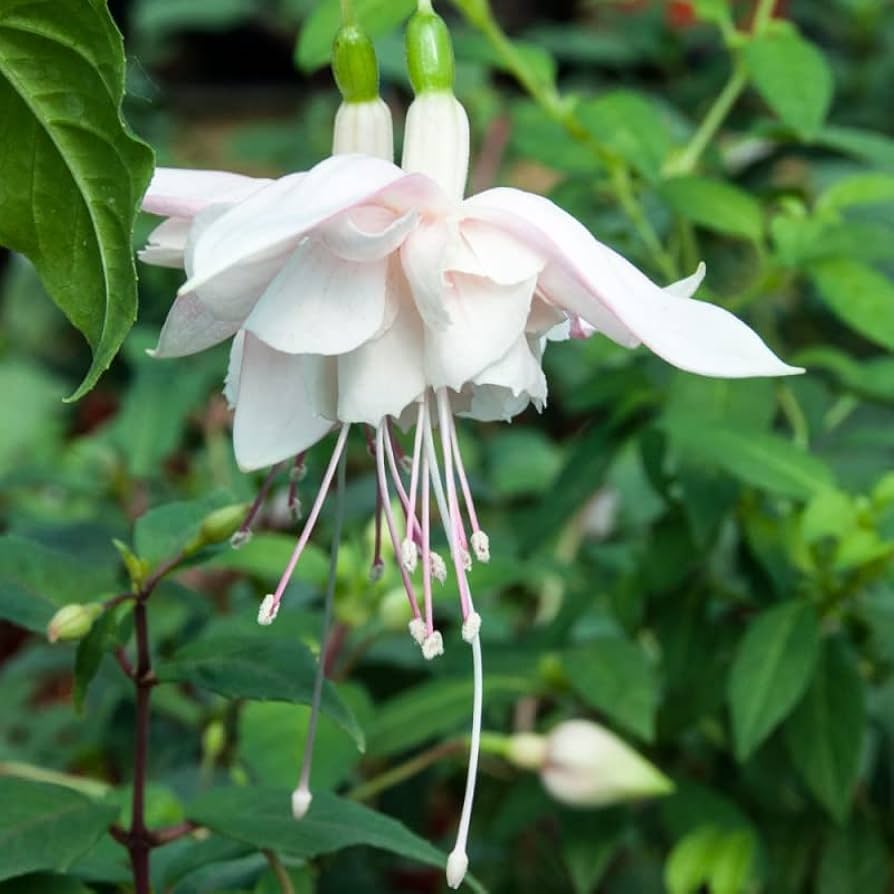 Cremerøde dobbelte kronblade Fuchsia frø til plantning - 100 stk