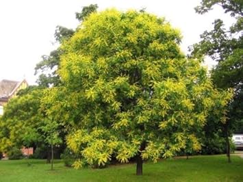 golden koelreuteria flower seeds