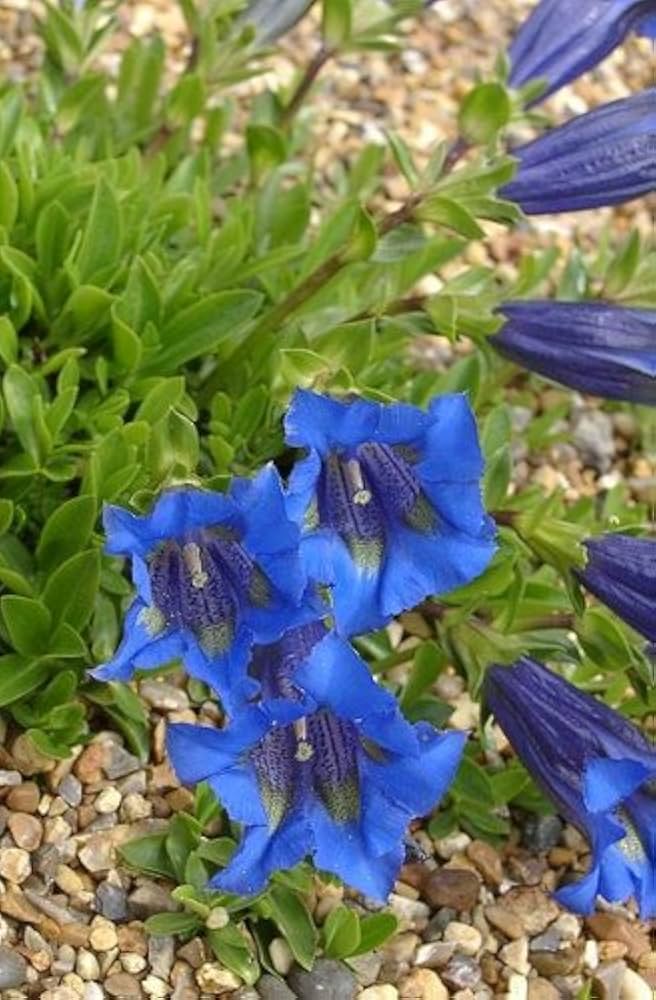 gentiana andrewsii flower seeds