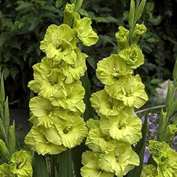 green non flower seeds
