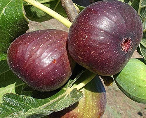 Poona Fig Seeds for Planting – Heirloom, Non-GMO Fruit Seeds
