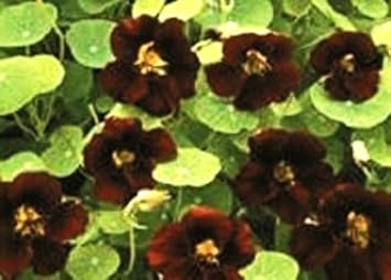 black velvet flower seeds