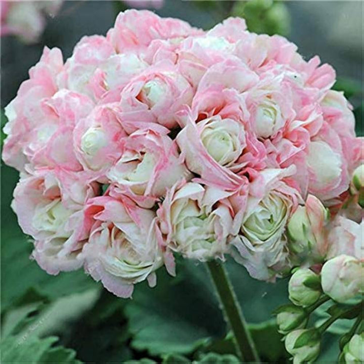 Pink Scented Geranium Flower Seeds for Planting, 100 pcs