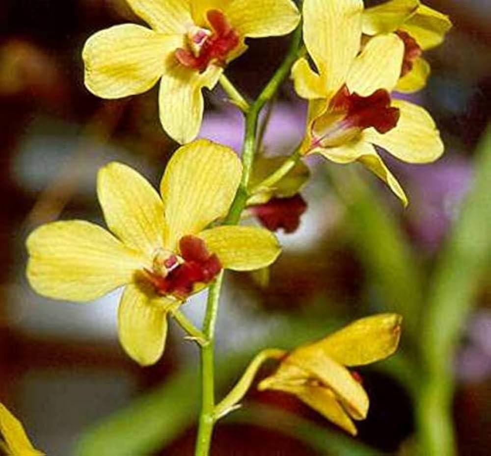 Lysegule Dendrobium Blomsterfrø til udplantning, 100 stk