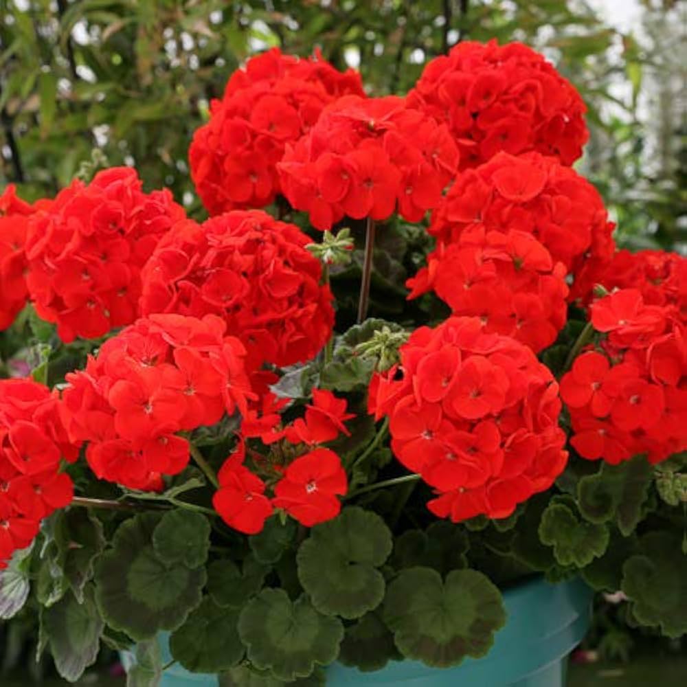 Geranium Apple Blossom Flower Seeds for Planting Red - Heirloom, Non-GMO, High Germination Organic Garden Seeds
