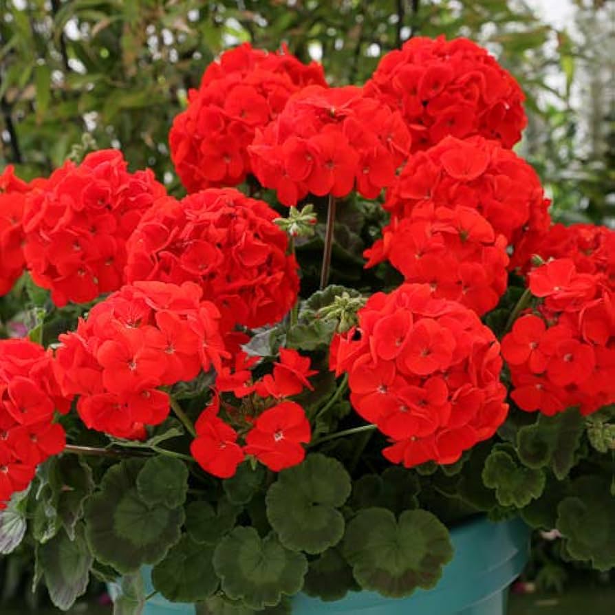 best geranium seeds Red Geranium Flower Heirloom Non-GMO Seeds for Planting – High Germination Organic Garden Seeds for Pots, Borders & Flower Beds