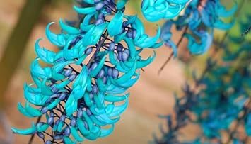 Flower Seeds, Seeds for Planting, Plant Seeds