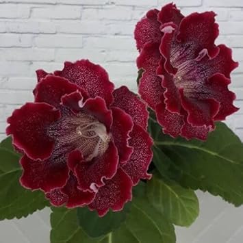 Flower Seeds, Seeds for Planting, Plant Seeds