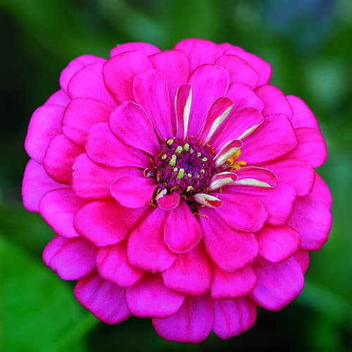 Gul Pink Zinnia Blomsterfrø til udplantning 100 stk