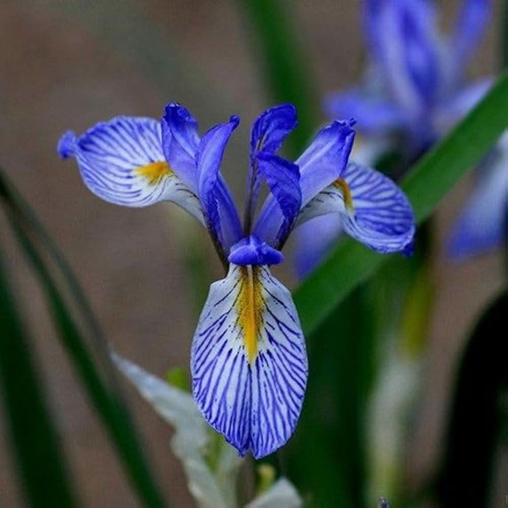 iris iris flower seeds