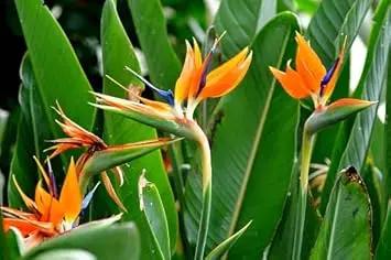 orange violet flower seeds