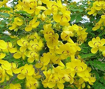 yellow cassia flower seeds