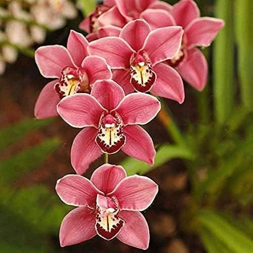 rare cymbidium flower seeds