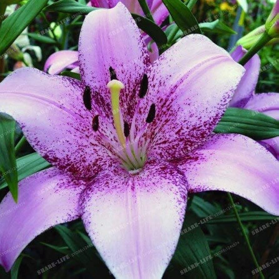 white violet flower seeds