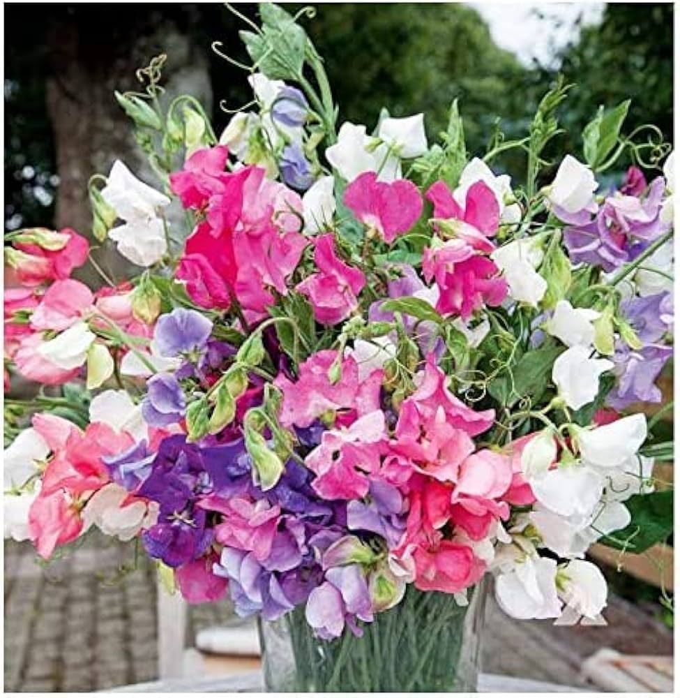 sweet pea flower seeds