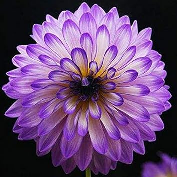 Heirloom Lavender Bi-Color Dahlia Flower Seeds