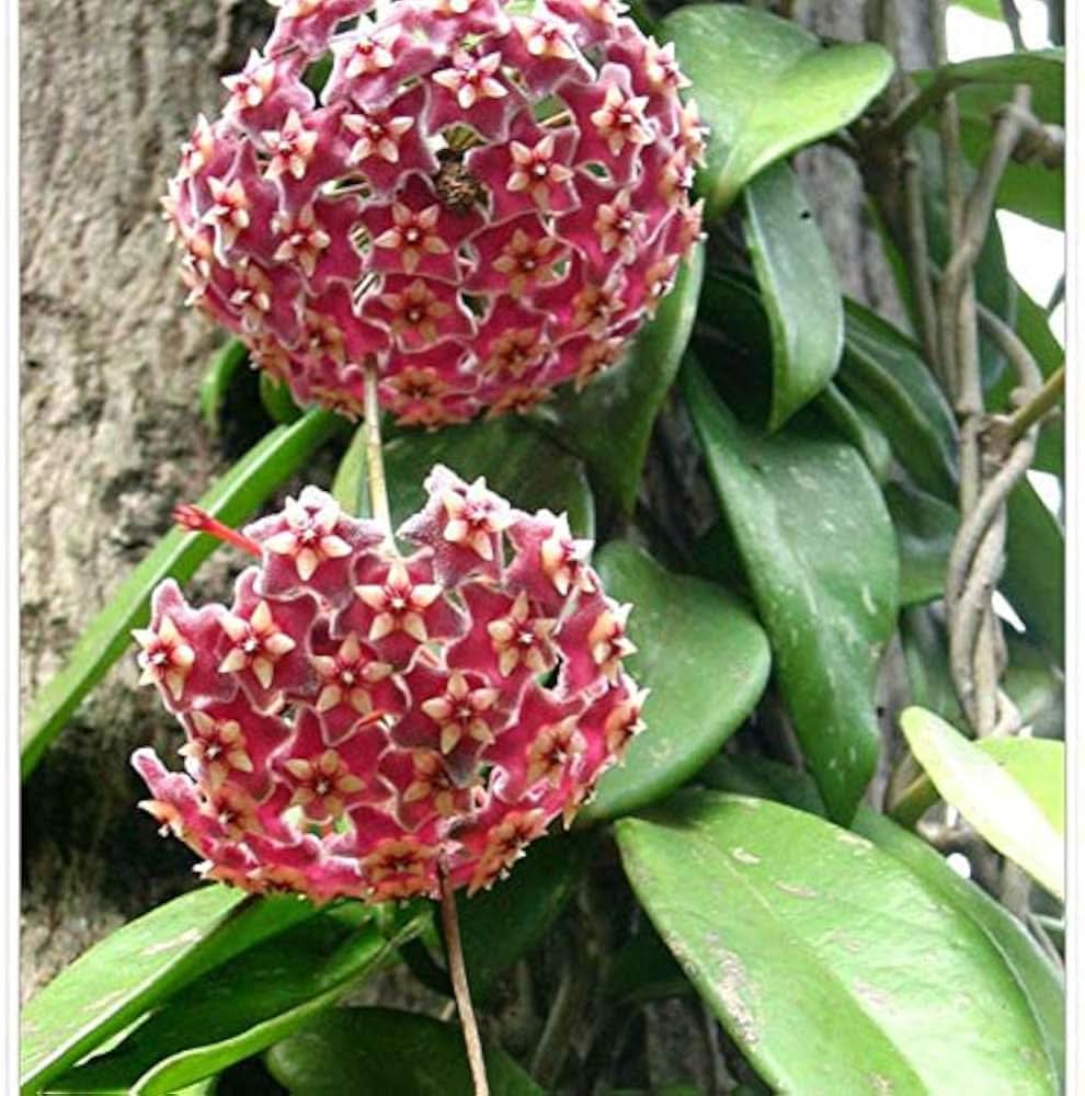 hoya hoya flower seeds