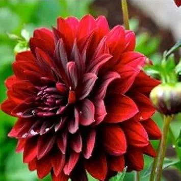 dark maroon flower seeds