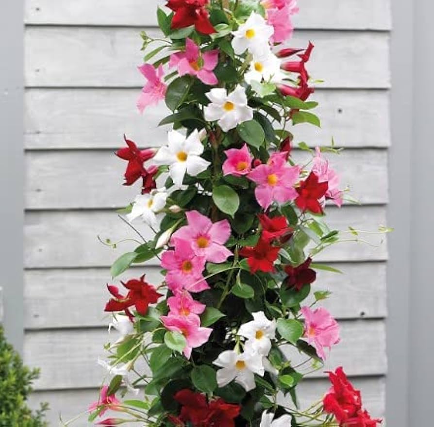 Heirloom Non-GMO Multi-Colored Mandevilla Flower Seeds for Planting – Tropical Vine Seeds