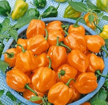 Orange Pepper Seeds for Planting