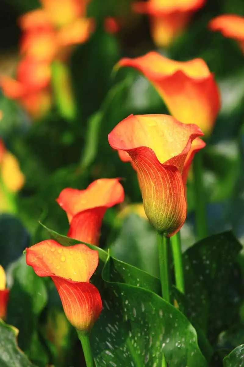 red yellow flower seeds