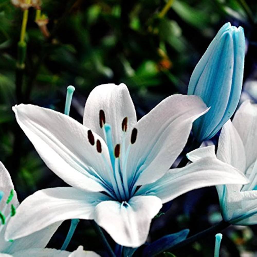 blue heart flower seeds