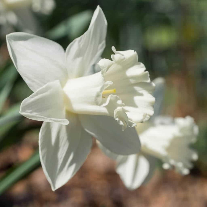 Flower Seeds, Seeds for Planting, Plant Seeds