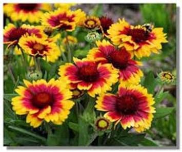 Flower Seeds, Seeds for Planting, Plant Seeds