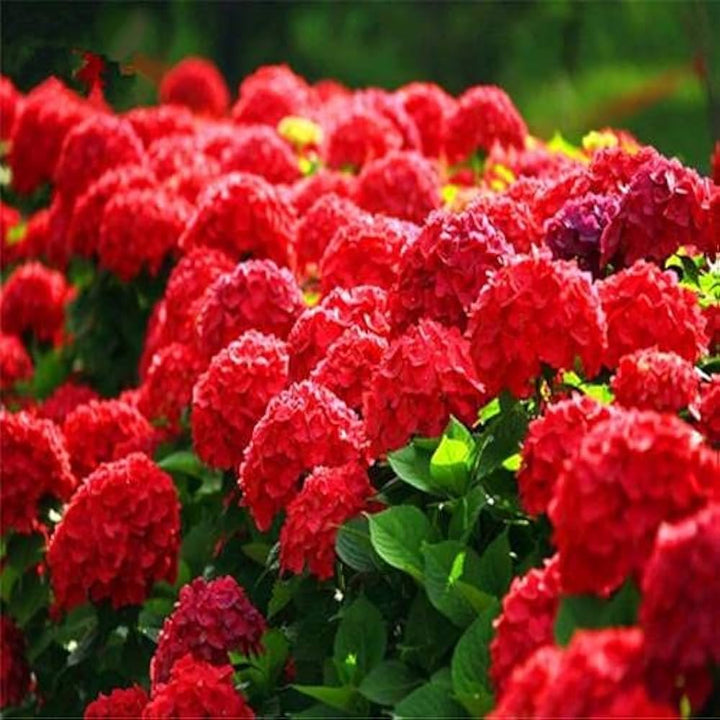 Red Baron Hydrangea Flower Seeds for Planting – Heirloom Non-GMO Organic Garden Seeds with High Germination