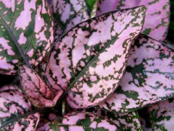 pink hypoestes flower seeds