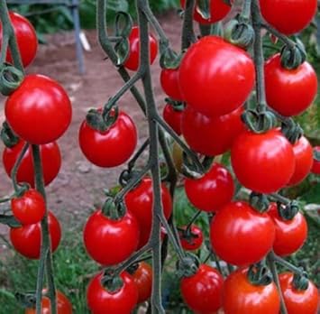 Deep Red Tomato Seeds for Planting
