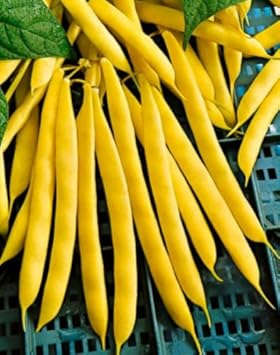 Yellow Bush Bean Seeds for Planting