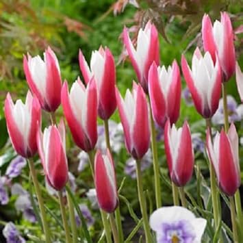 peppermint stick flower seeds