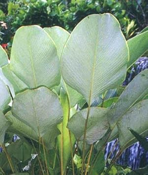 Calathea Lutea Mexican Cigar Plant Seeds for Planting