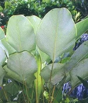 calathea lutea flower seeds