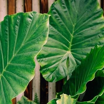 organic elephants flower seeds