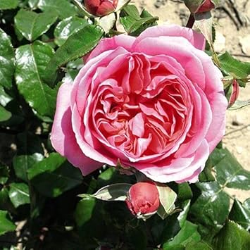 rosa damascena seeds for sale Rosa Damascena Seeds for Planting – Organic, Heirloom, Non-GMO Aromatic Flower Seeds