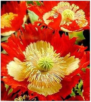 red yellow flower seeds