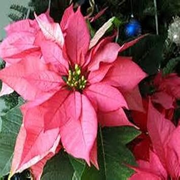pink heirloom flower seeds