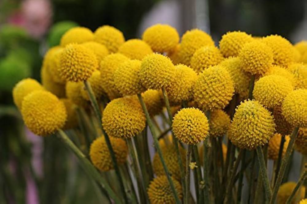 Gule Bolde Blomster eller Craspedia Blomsterfrø til Plantning, Friske, 100 stk